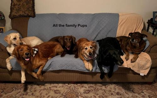 DOGS Christmas Dec2022