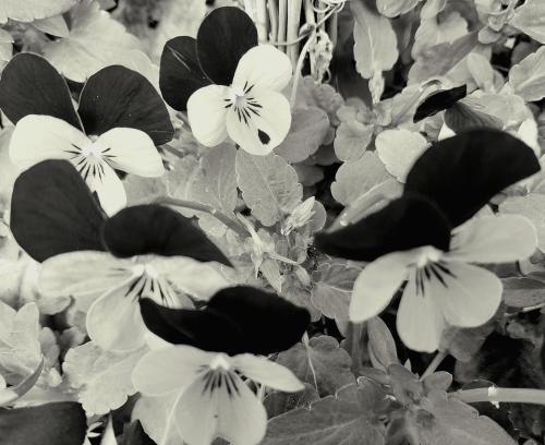 inbound2469775092819901107