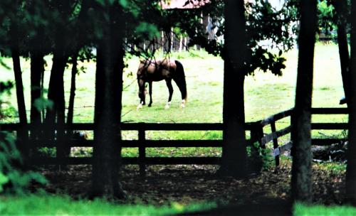 Zaarouf Pasture 001 (2)