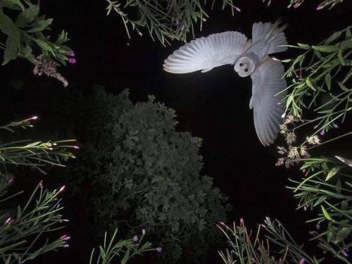 Owl by Roy Rimmer
