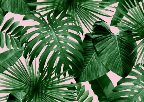 8667-palm-tree-background-wallpaper_20458