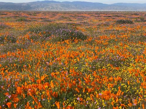 227B1385-9C27-4D18-A57C-34F885358C22