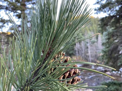 Pinecone and river