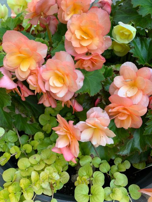 6F65981E-9284-4D19-B49E-797B8F79636E