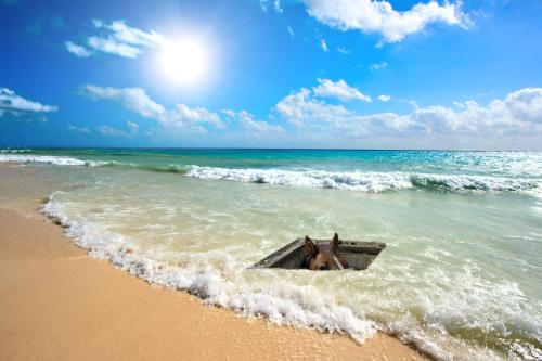 beach-horse