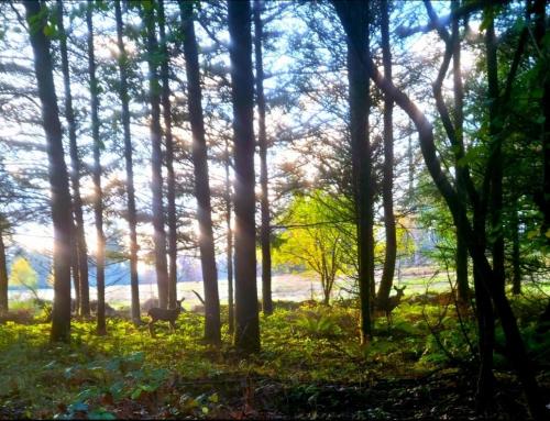 3eec51bf-1f59-469d-93c3-f734f4149288