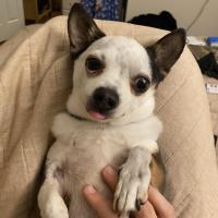 Diane Fernandez