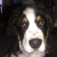 Steve monahan
