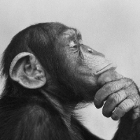 Naked Ape