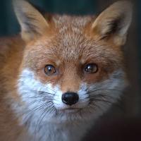 Rapid Fox