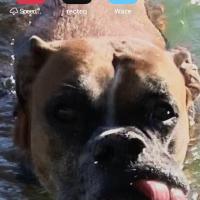 Patrick Lowndes