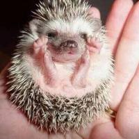 David Rye