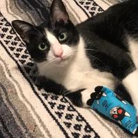 Laurie B Tindall