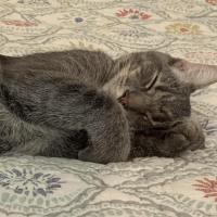 Caroline riddle