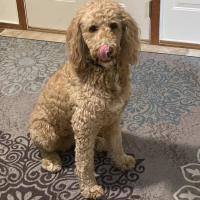 Rebecca Meli