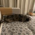 Greta Paola Gallone
