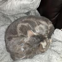 Amanda Redhead