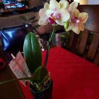 Arlene Frances Holveck