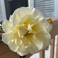 Glenda