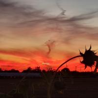 Beth Walton
