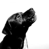 Tracie Alt