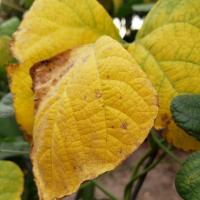 Tia Miller