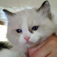 Angel Vigil