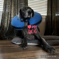 Roses Holloway