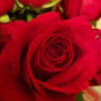 Donna Comeaux