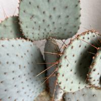 Lexie Foster