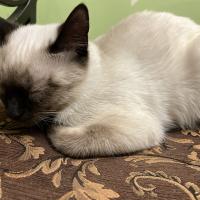 Sabrina Brown