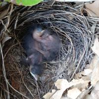 Kim Price