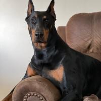 Rebeka Hill