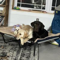 Sharon Todd