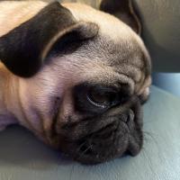 Polishedturd