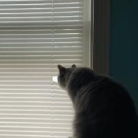 Nicole
