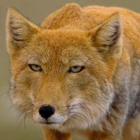 Chris Johnson