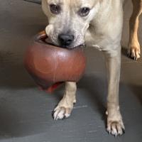 David Taranto