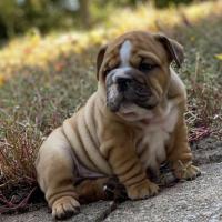 Kelli Miller