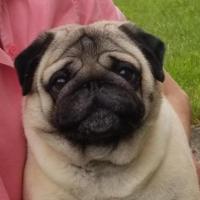 Jacqueline Rothenberg