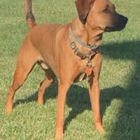 Gerard Seling