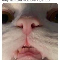 Longduc Dong