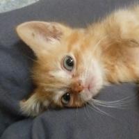 Robin Byroads