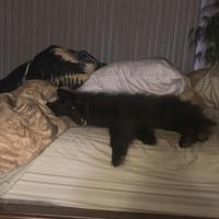 Gabriella Wood