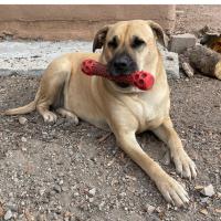 JoAnn Goodwin