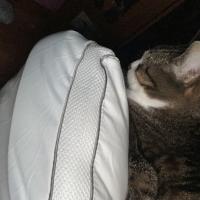 Julie Rogers