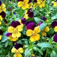 Mary Channell