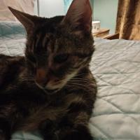 Vicki Chamberlain