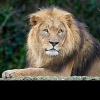 George Van Valkenburg