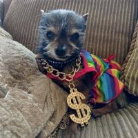 Belissa Cohen